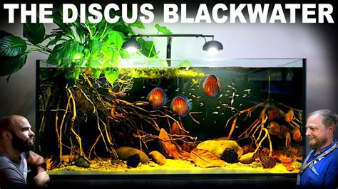 The Discus Blackwater Aquarium Epic 4ft Aquascape Tutorial W Gold