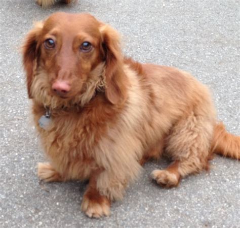 We Built This City Long Haired Wiener Dogs Stern Grove Dog Park