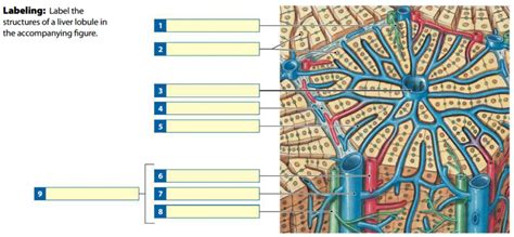 Liver Lobule Diagram Quizlet