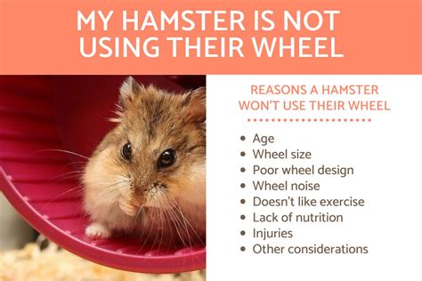 Hamster Exercise And Movement Activity 10 Activity Guide