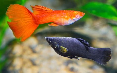 Molly Fish and Guppy Fish - Can You Keep Them Together? - MollyFish.org