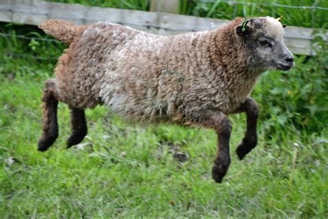 Countryside On Twitter Rt Wigfieldfarm Introducing Our Flying Lamb