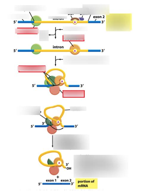 Cell Bio 2 Diagram Quizlet