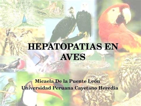 PPT Hepatopatías en Aves DOKUMEN TIPS