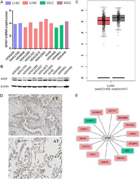 Figure 1 From SPOP Regulates The DNA Damage Response And Lung