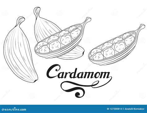 Hand Drawn Cardamom Plant Spicy Ingredient Cardamom Logo Healthy