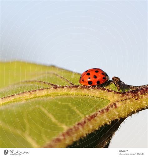 Wer Bist Denn Du Umwelt Ein Lizenzfreies Stock Foto Von Photocase