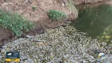 Bom Dia Cidade Campinas Piracicaba Quantidade De Peixes Mortos No