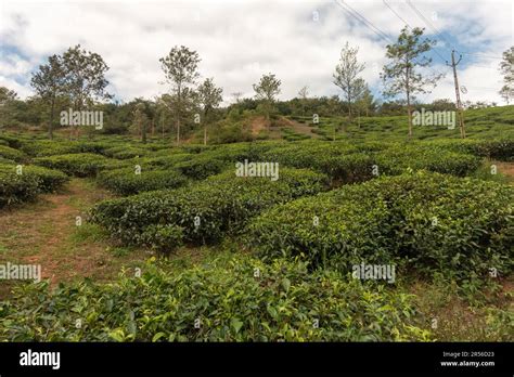 Beautiful View Of A Tea Plantation On The Side Of A Hill At Wayanad In