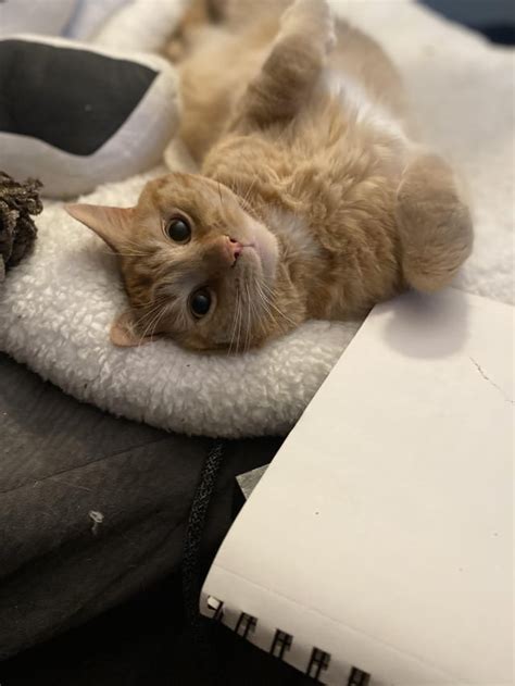 Skittles Knows How Cute He Is Rorangecats