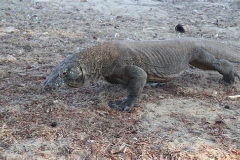 2022年 Komodo Memorable Tour 行く前に！見どころをチェック トリップアドバイザー