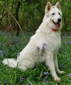 Courbe De Croissance Du Chiot Maidhen Berger Blanc Suisse M Le