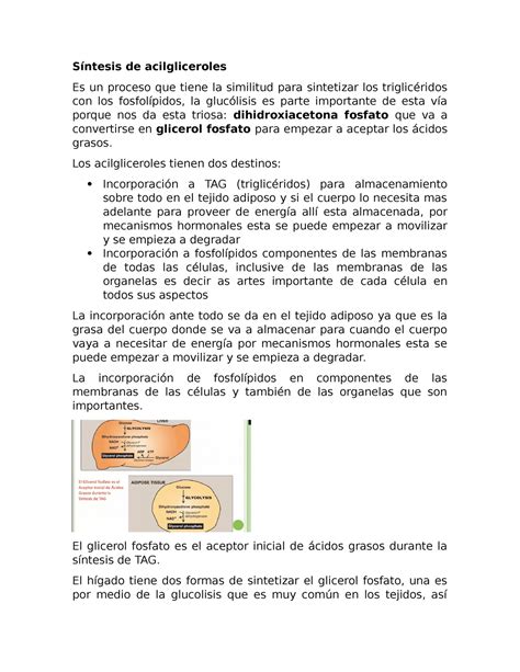 Metabolismo del TAG y fosfolipidos Síntesis de acilgliceroles Es un