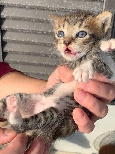 隣の家で産まれた野良猫😺です ヒサシ 下関の猫の里親募集｜ジモティー