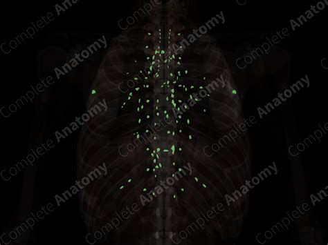 Thoracic Lymph Nodes | Complete Anatomy