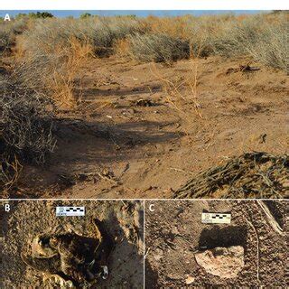 (A) Representation of the sampled environments, with a Spheniscus ...