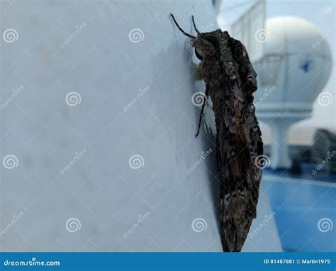 Amazon insect stock image. Image of tropical, amazon - 81487881