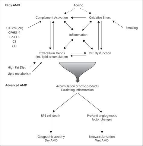 Overview Of The Pathogenesis Of Amd Complement Dysregulation 71037