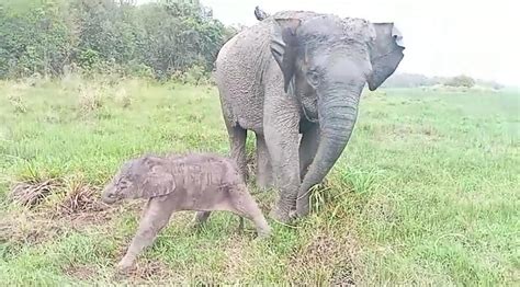 Ppid Kementrian Lingkungan Hidup Dan Kehutanan Kelahiran Bayi Gajah