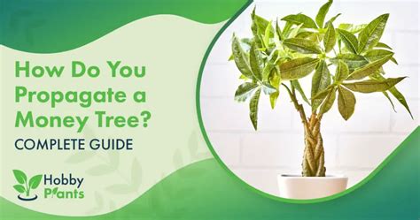 Best Soil For A Money Tree? [DIFFERENCES EXPLAINED]