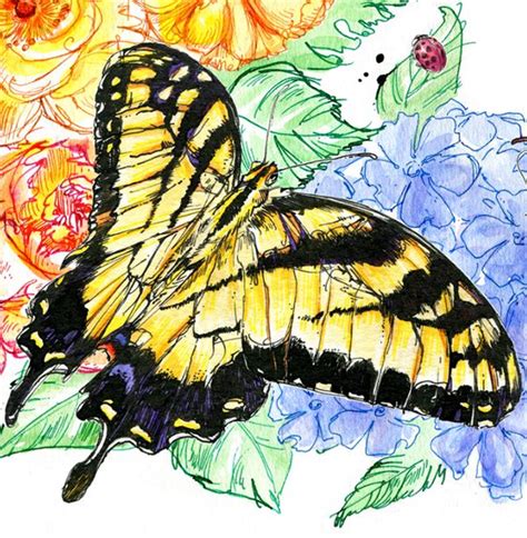 Butterfly Guide By Abby Diamond Via Behance Watercolor Illustration