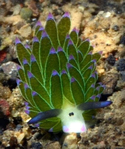 Tim Skellett On Twitter Sea Slug Ocean Creatures Beautiful Sea