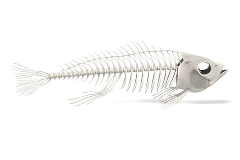 480 Animal Bone Fish Anatomy Animal Stock Photos Pictures And Royalty