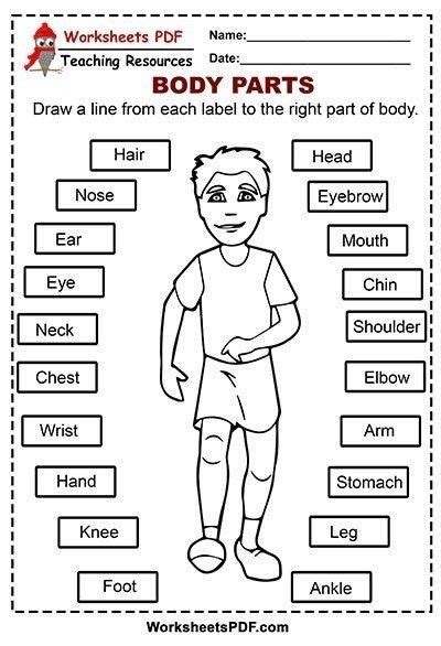 Pin By Fabiola Itzel Lopez On Worksheets Human Body Worksheets Human