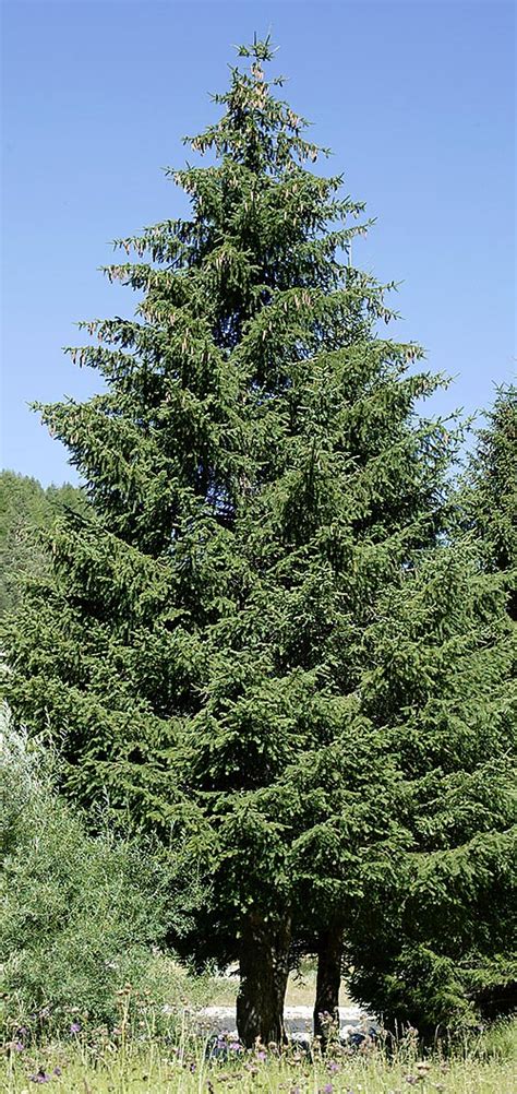 Picea Glauca Syn Picea Alba Drevesnica Kurbus Star E