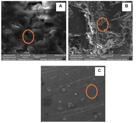 Scanning Electron Microscope Image of Hybridized wood-plastic composite ... 