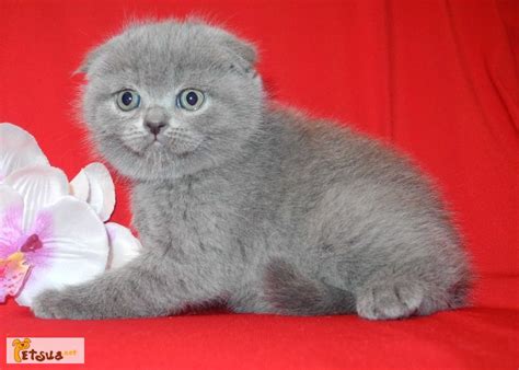 Изумительно красивый шотландский котик, Киев — PetsUA