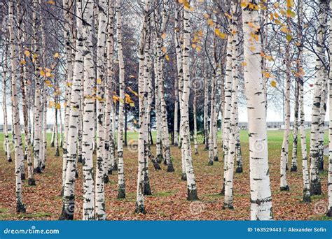 Birch Grove With White Tree Trunks In The Fall Stock Image Image Of