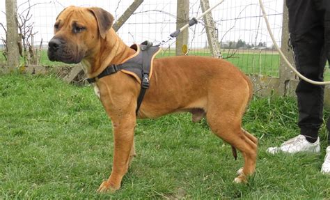 Adoption de Yang Indéfinie chien boxer région Centre Val de Loire