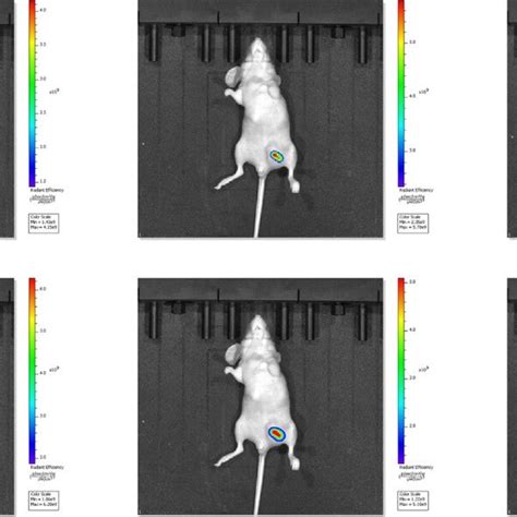 In Vivo Fluorescence Imaging Of Probe 28 10 μm With Na2so3 100 μm