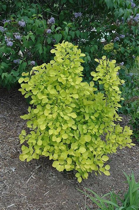 Cotinus Coggygria Golden Spirit Golden Smoke Tree Jim Whiting Nursery