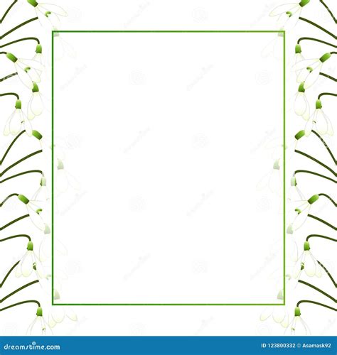 White Snowdrop Flower Banner Card Border Vector Illustration Stock