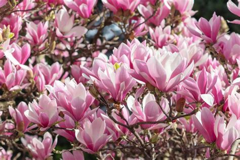 Stunning Types Of Magnolia Trees And Shrubs For Your Landscape In