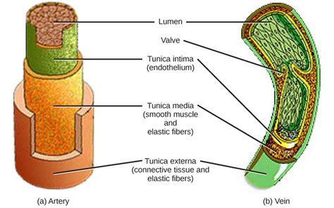 Blood Vessels Types Functions And Layers Of Blood Vessels