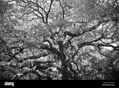 Black And White Detailed Image Of Historic Angel Oak Tree In Charleston