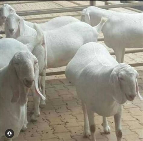 Male Year Sojat Goat Kg At Rs Kg In Banaskantha Id