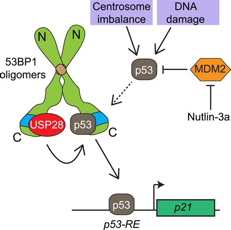 53bp1 Goes Back To Its P53 Roots Molecular Cell