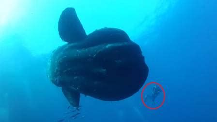 Mergulhadores encontram peixe lua gigante na ilha de Malta vídeo