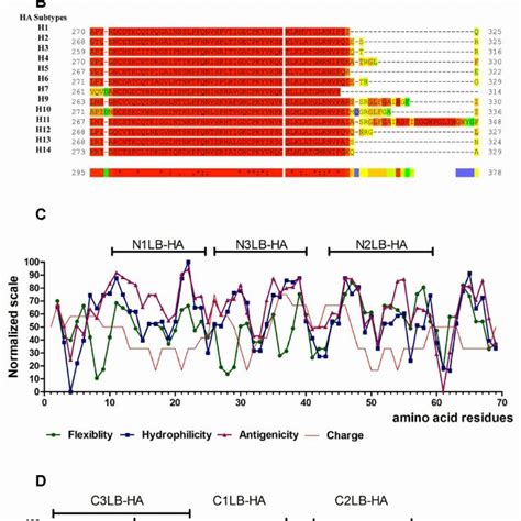 Conserved Amino Acid Sequences Located At The N T And C T Ends Of Ha1