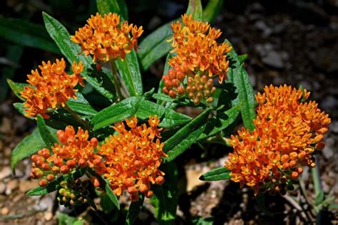 Coral Peach And Apricot Flowers Here Are 35 Ornate Orange Perennials To Grow This Year