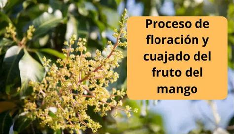 Proceso De Floraci N Y Cuajado Del Fruto Del Mango Wiki Agronomia