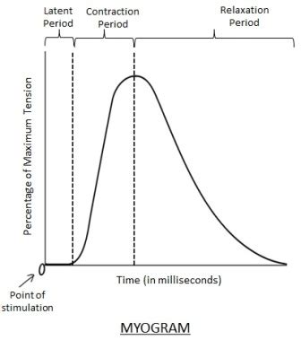 Draw and label the three phases of a muscle twitch on a myogram ...