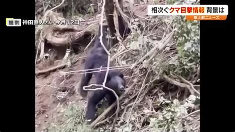 出没地周辺では不安の声岡山県内で目撃相次ぐツキノワグマ 遭遇した時の対処法は？【急上昇ニュース】 Ohk 岡山放送