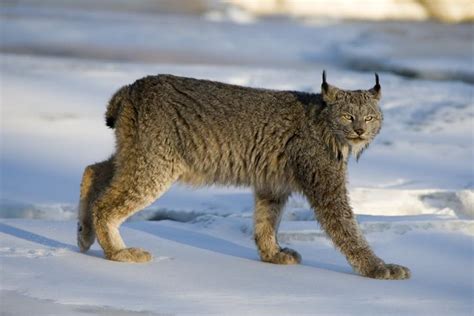 All Types Of Lynx Species With Characteristics And Photos