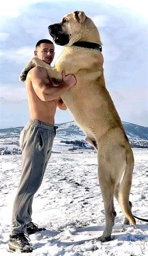 Kangal Artofit