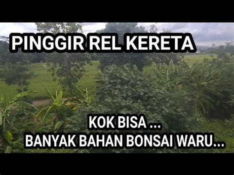 SAMPAI BINGUNG KOK BANYAK BAHAN BONSAI WARU DISEPANJANG JALAN KERETA